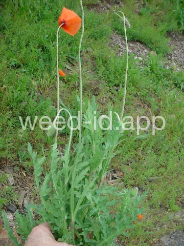 poppy, field